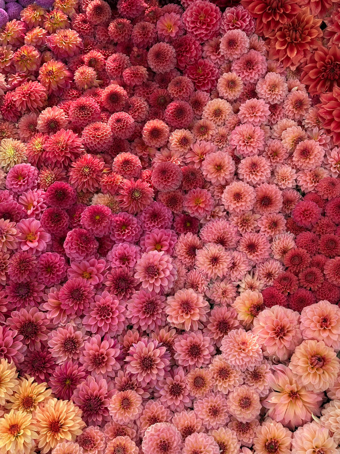 How We Grow the ROE Dahlias Line