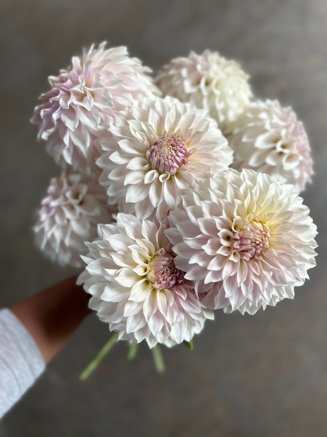 Seeds of Meaning: Breeding Beauty, Cultivating Purpose