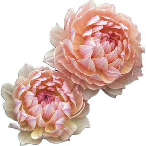 Dahlia Seeds- MIXED WATERLILY (Limit 1)