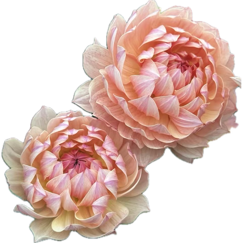 Dahlia Seeds- MIXED WATERLILY (Limit 1)