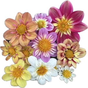 Dahlia Seeds- MIXED SINGLE (Limit 1)