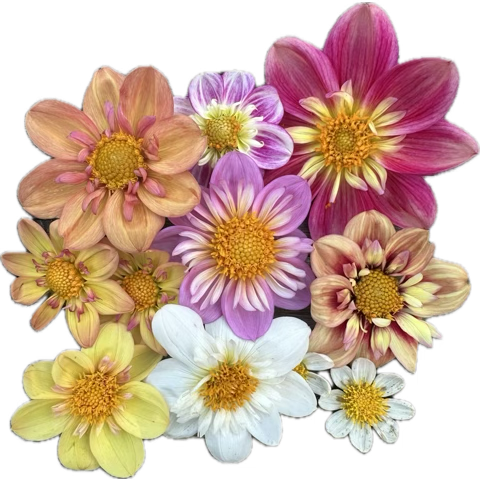 Dahlia Seeds- MIXED SINGLE (Limit 1)