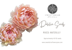 Dahlia Seeds- MIXED WATERLILY (Limit 1)