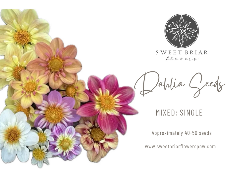 Dahlia Seeds- MIXED SINGLE (Limit 1)