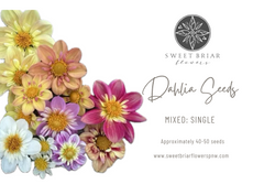 Dahlia Seeds- MIXED SINGLE (Limit 1)