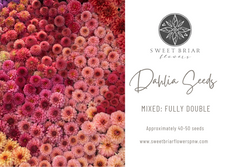 Dahlia Seeds- MIXED FULLY DOUBLE (Limit 1)