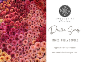 Dahlia Seeds- MIXED FULLY DOUBLE (Limit 1)