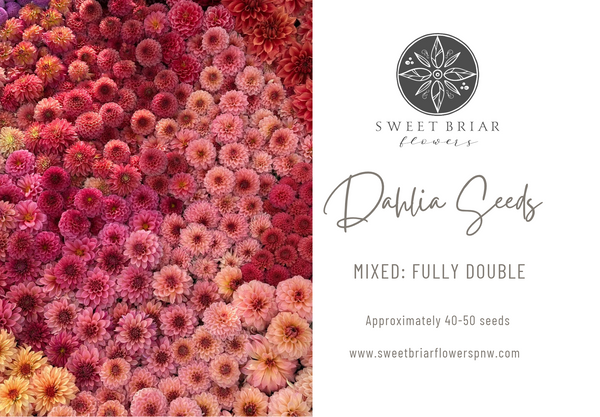 Dahlia Seeds- MIXED FULLY DOUBLE (Limit 1)
