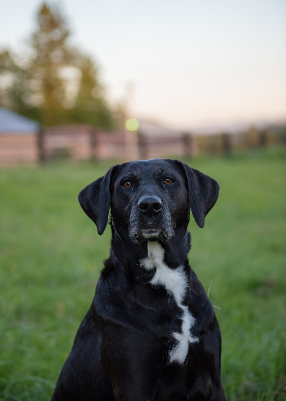 Roe Layla Bear (LIMIT 1)