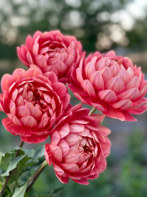 Dahlia Seeds- MIXED WATERLILY (Limit 1)