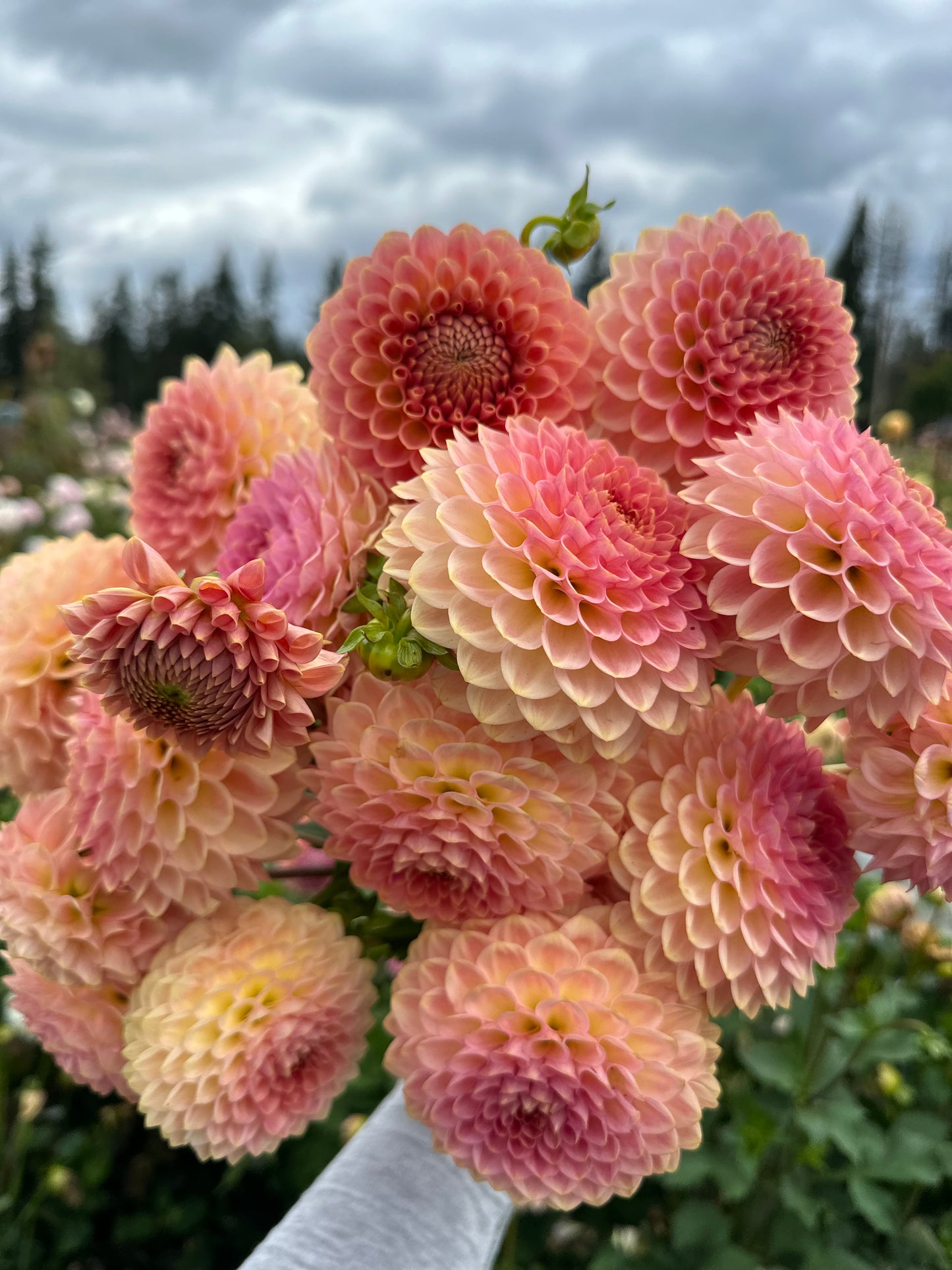 20th Avenue Softer Peach