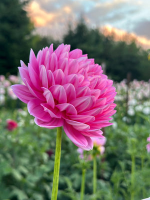 Dahlia Seeds- MIXED WATERLILY (Limit 1)