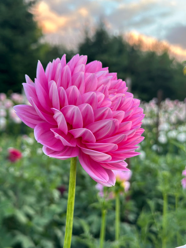 Dahlia Seeds- MIXED WATERLILY (Limit 1)
