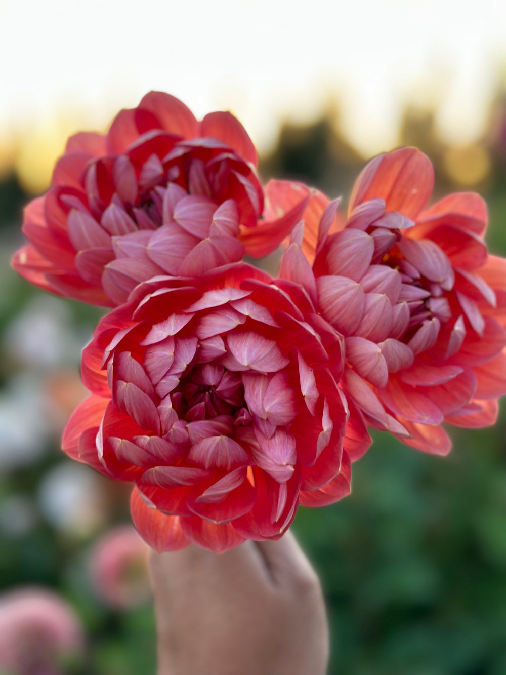 Hollyhill Daydream (LIMIT 1)