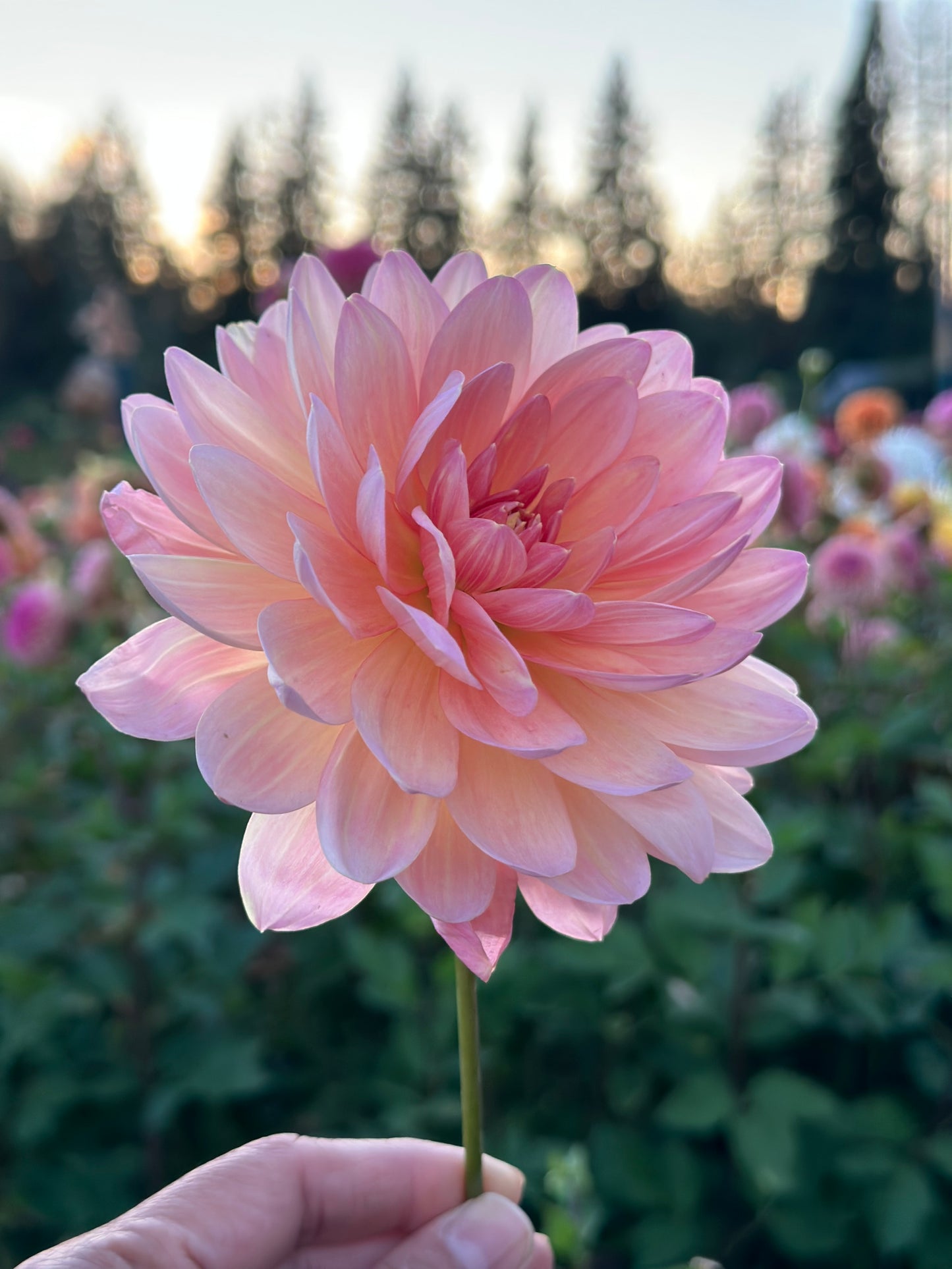 Chimacum Cathleen- LIMIT 1