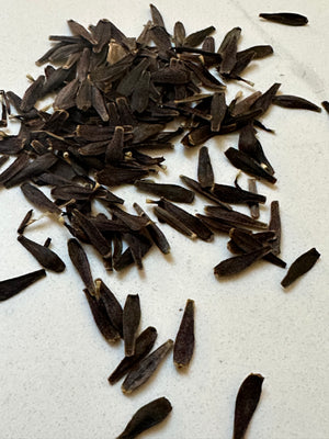 Dahlia Seeds- MIXED SINGLE (Limit 1)