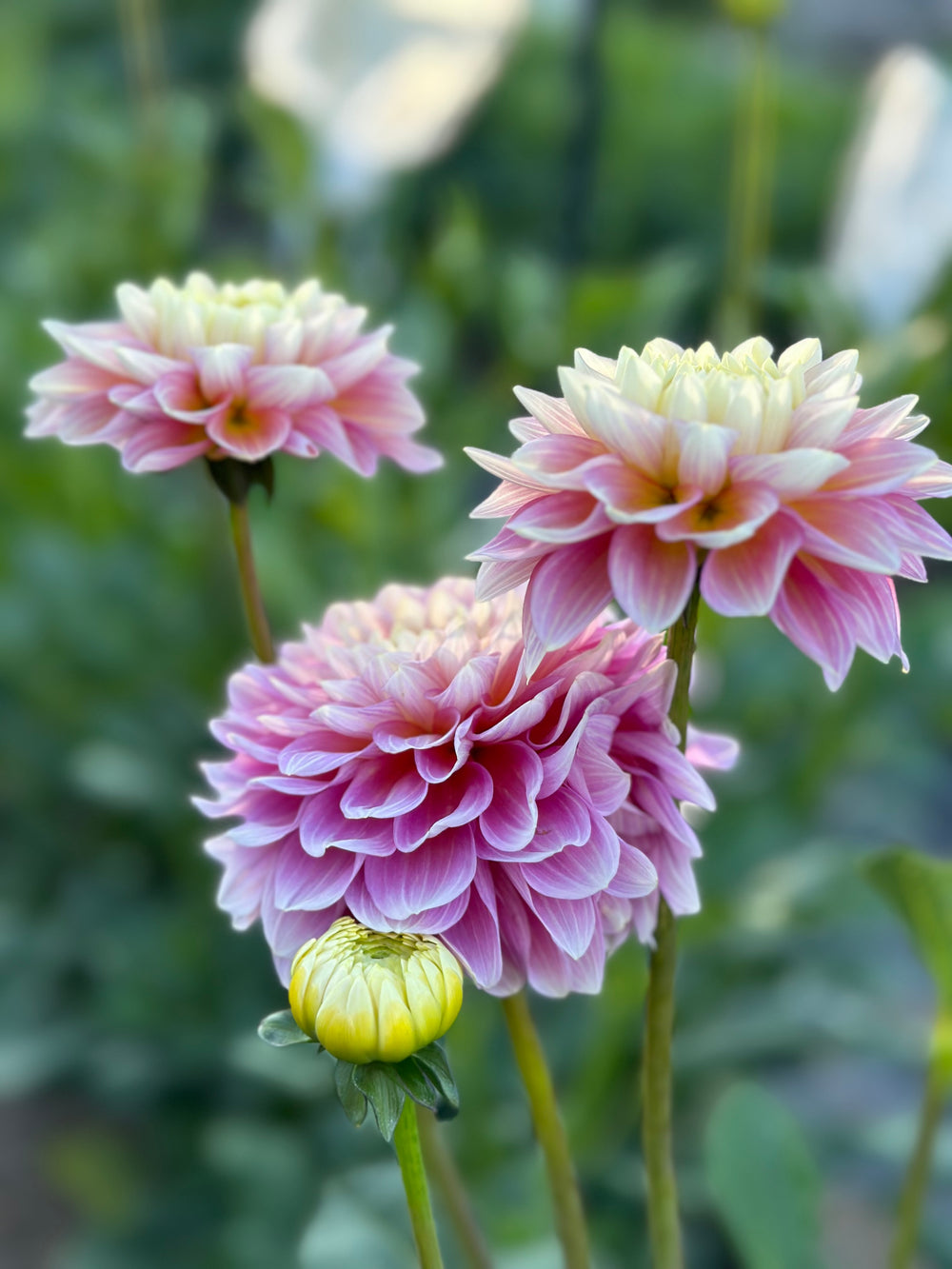 Roe Luminara (LIMIT 1)