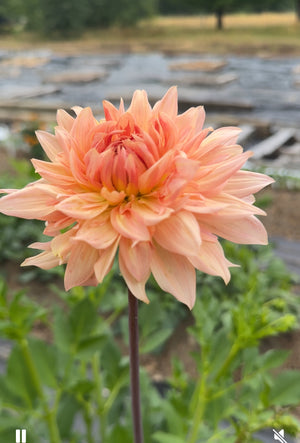Unnamed Seedling 15