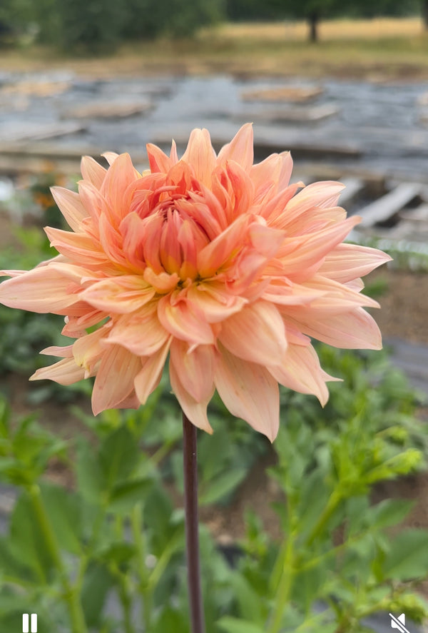 Unnamed Seedling 15