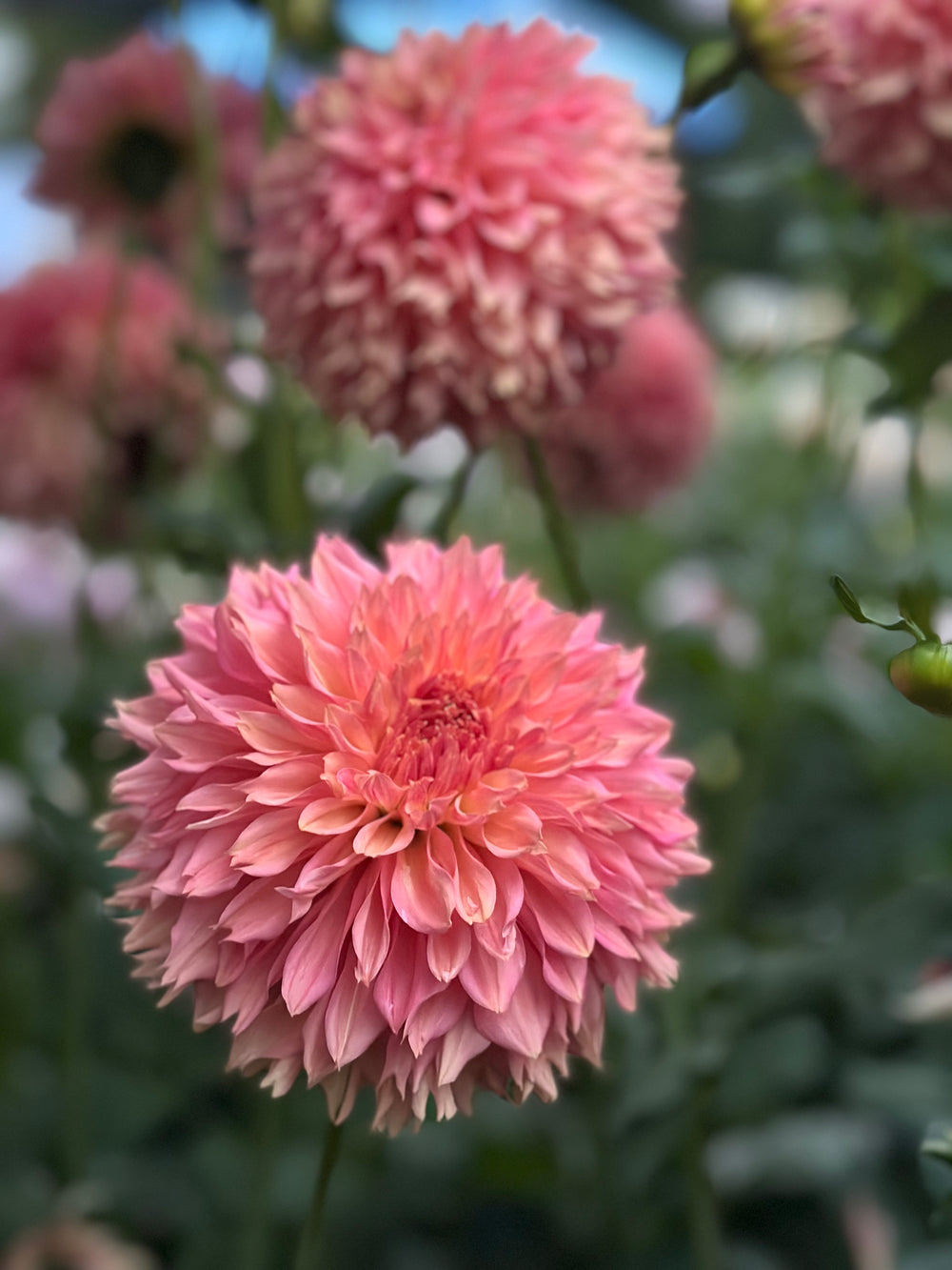 Roe Sweet Autumn (LIMIT 1)