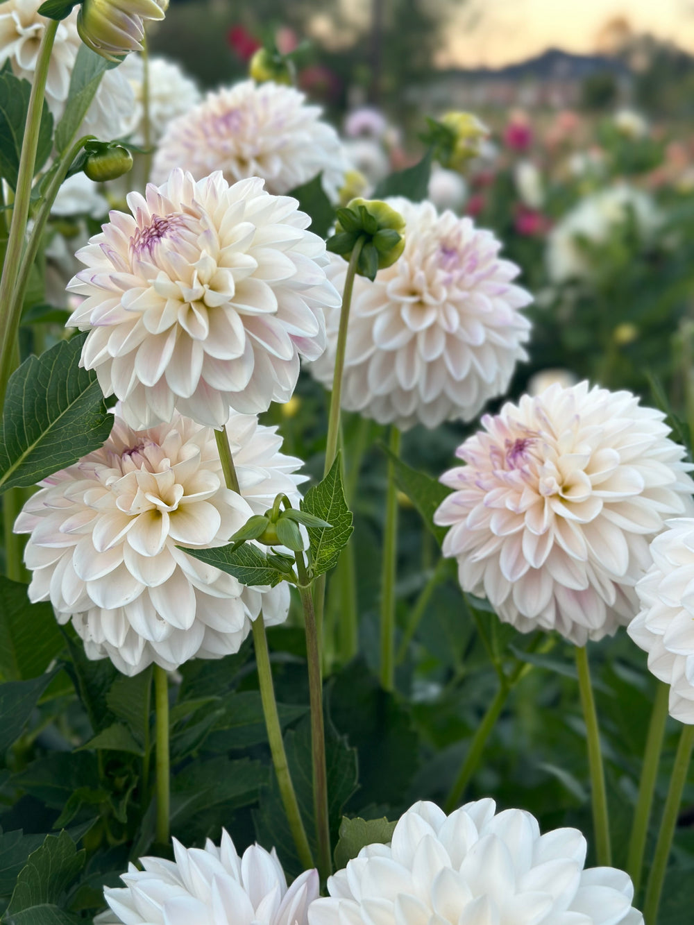 Roe Pearly Doll (LIMIT 1)