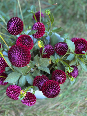 Roe Sugarplum