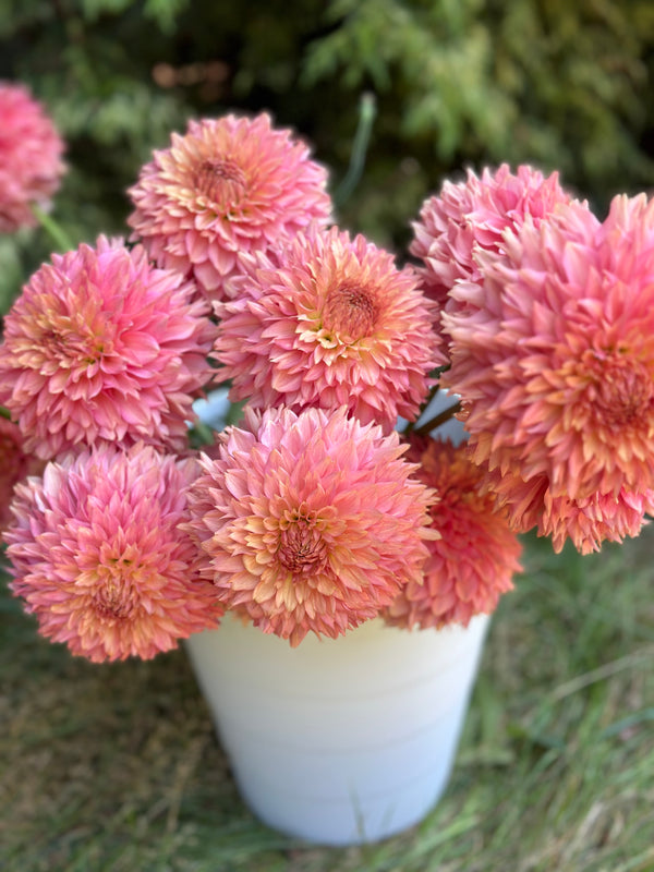 Roe Sweet Autumn (LIMIT 1)