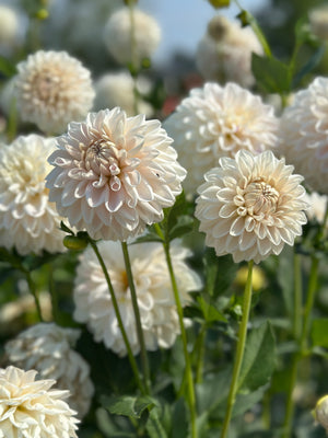 Roe Pearly Doll (LIMIT 1)