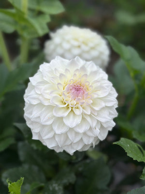 Roe Cloud Candy
