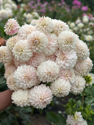 Roe Pearly Doll (LIMIT 1)