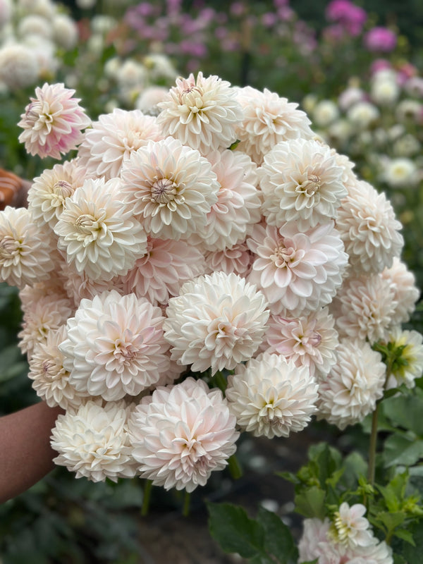 Roe Pearly Doll (LIMIT 1)