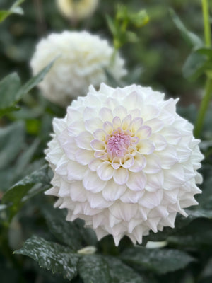 Roe Cloud Candy