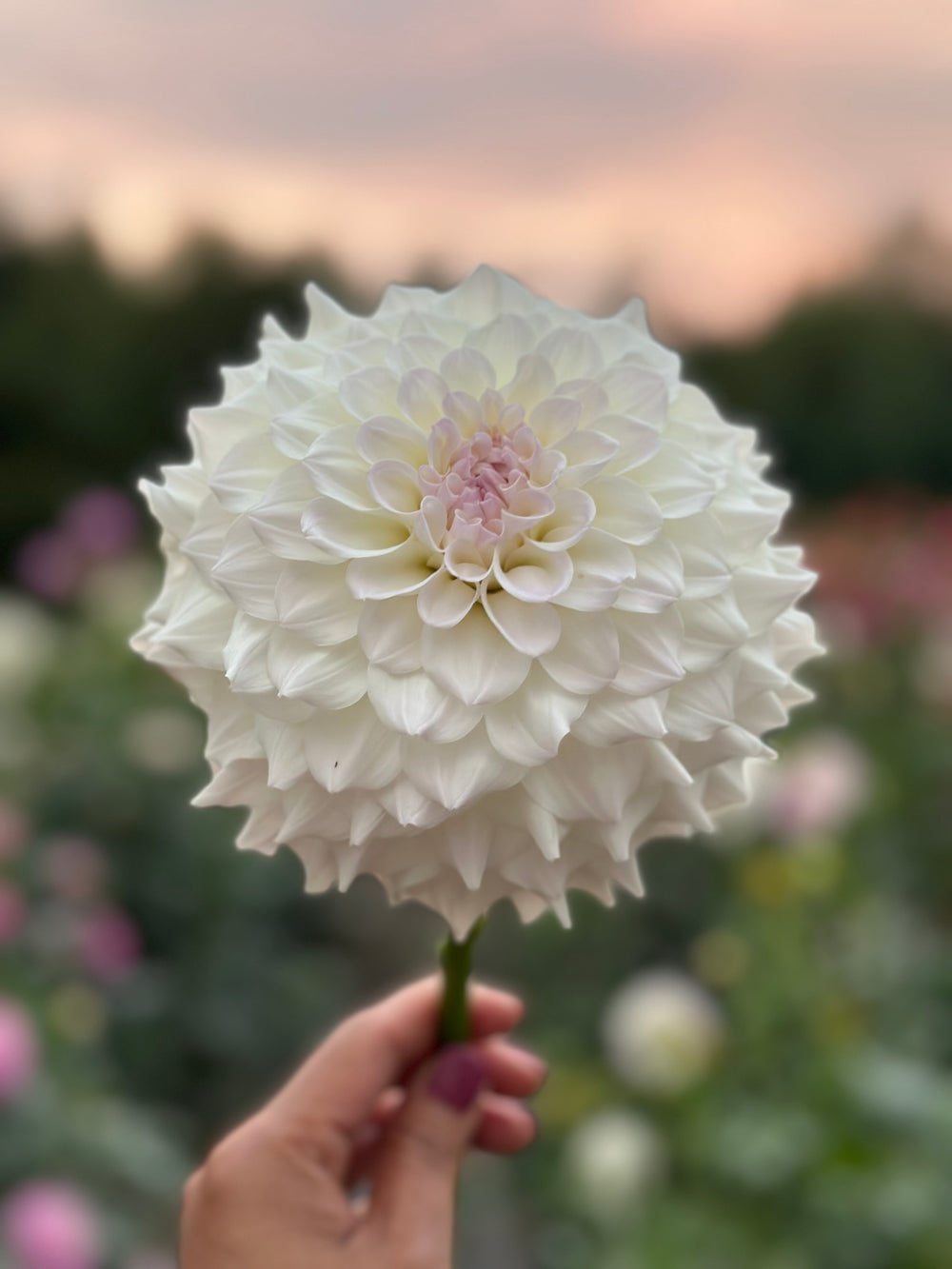 Roe Cloud Candy