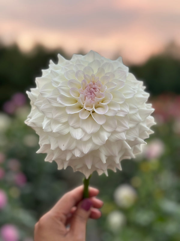 Roe Cloud Candy