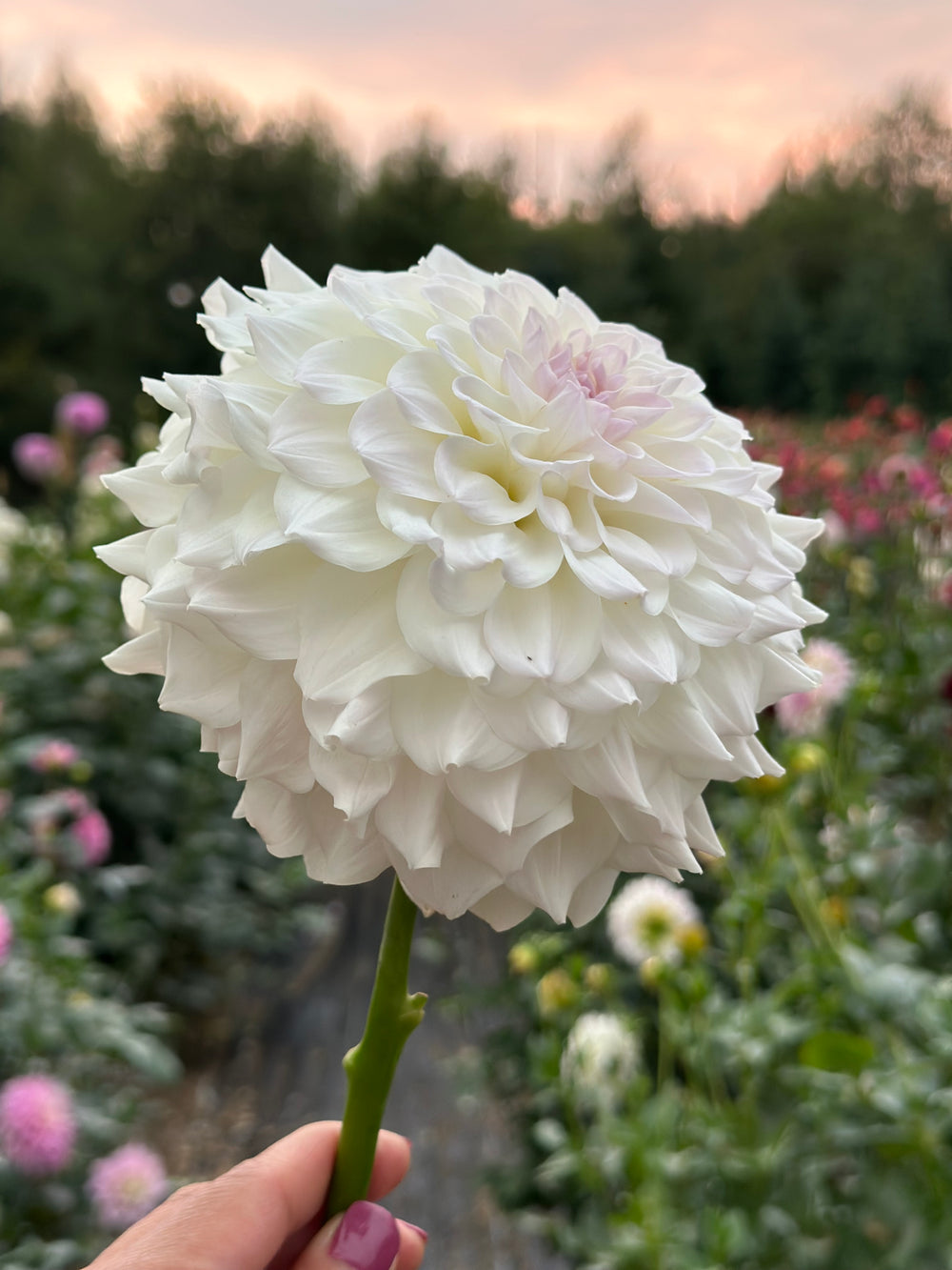 Roe Cloud Candy
