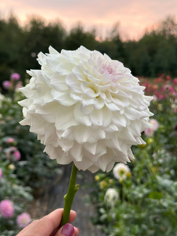 Roe Cloud Candy