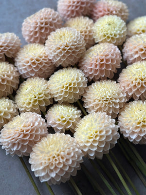Roe Opaline Pearl (LIMIT 1)