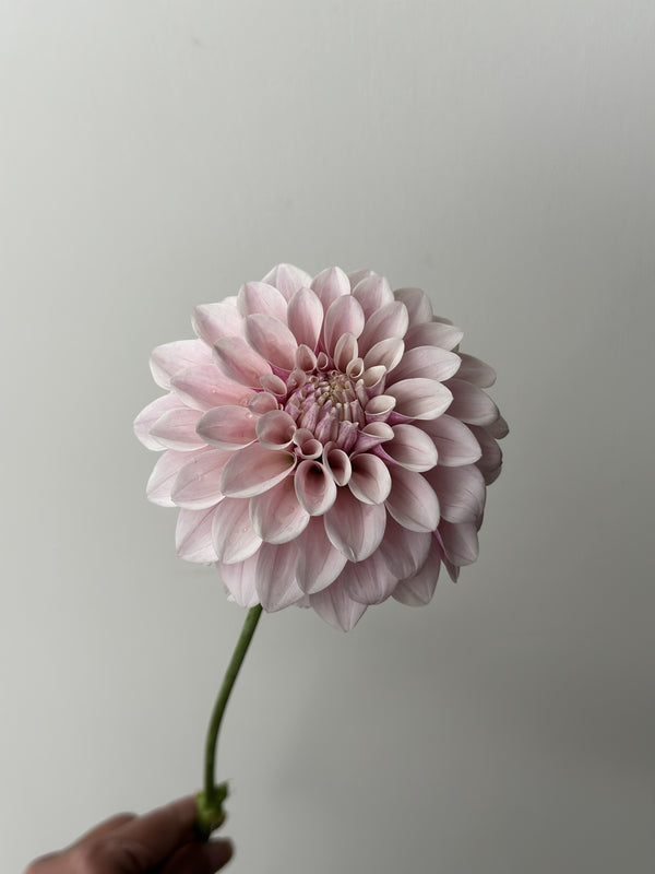 Roe Tickled Pink