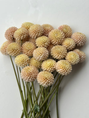 Roe Opaline Pearl (LIMIT 1)