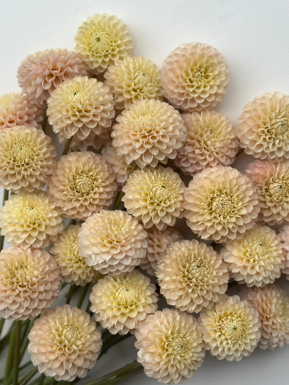 Roe Opaline Pearl (LIMIT 1)