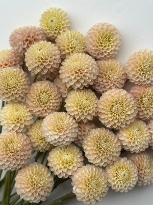 Roe Opaline Pearl (LIMIT 1)