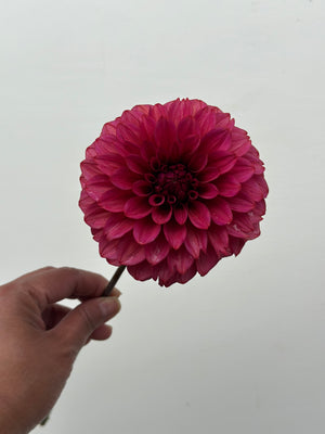 Unnamed Seedling 3