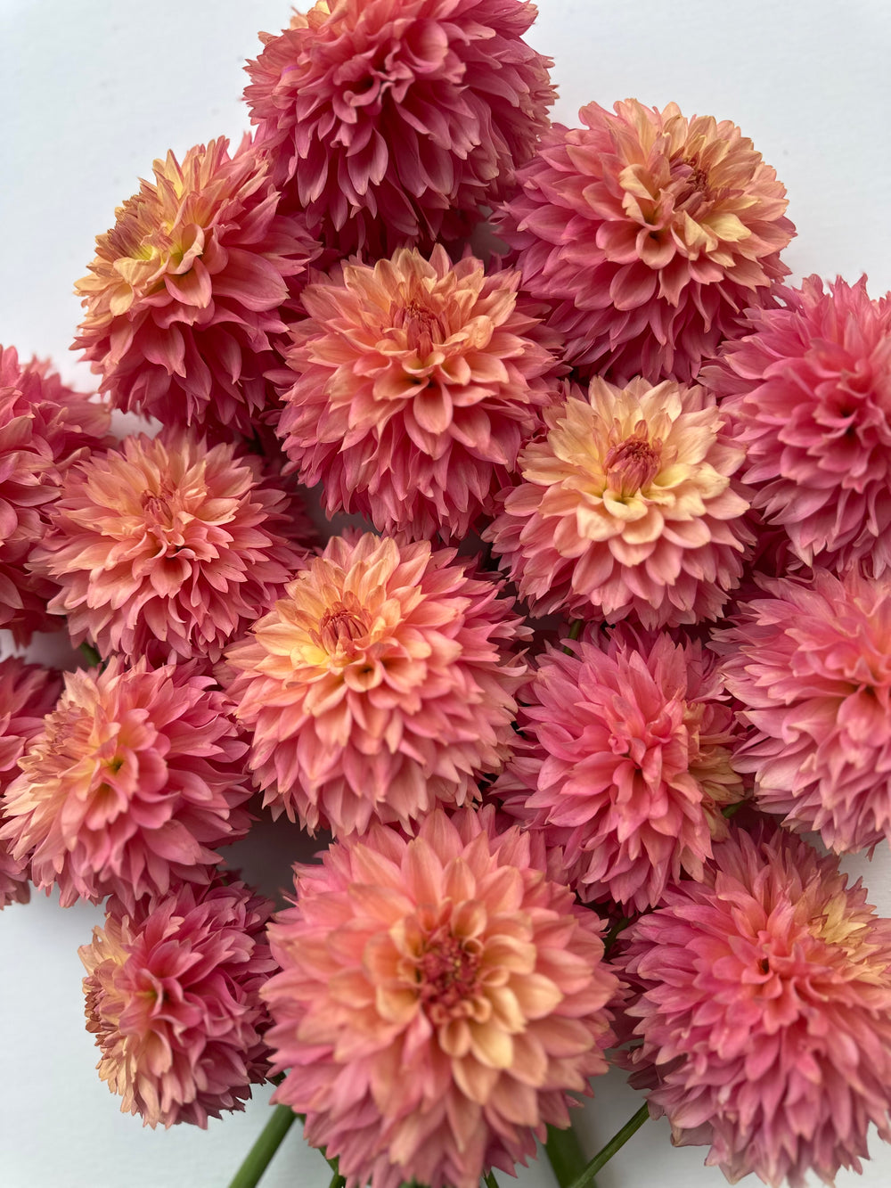 Roe Sweet Autumn (LIMIT 1)