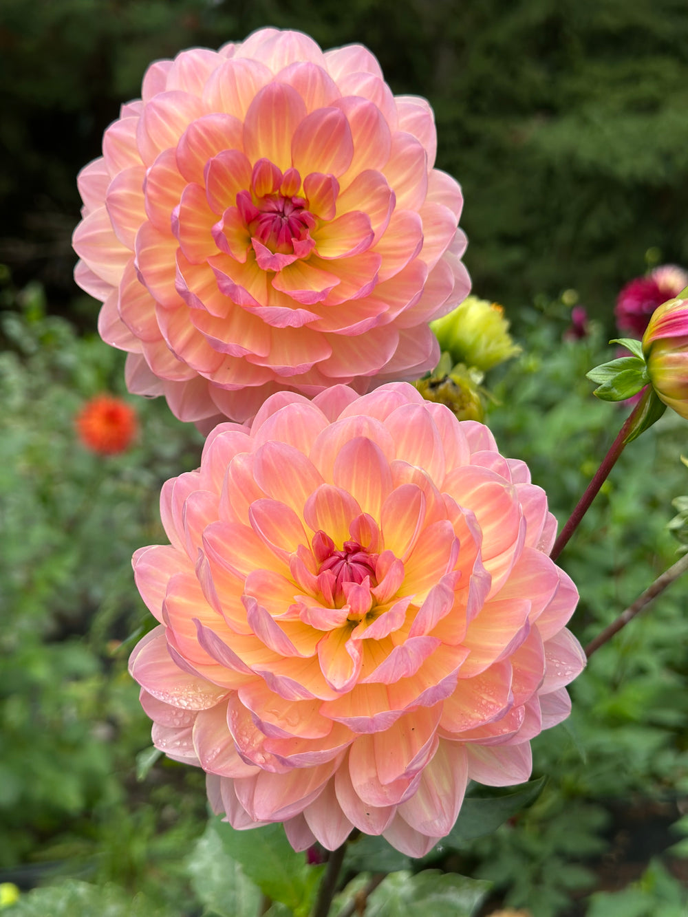 Sandia Bliss (LIMIT 1)