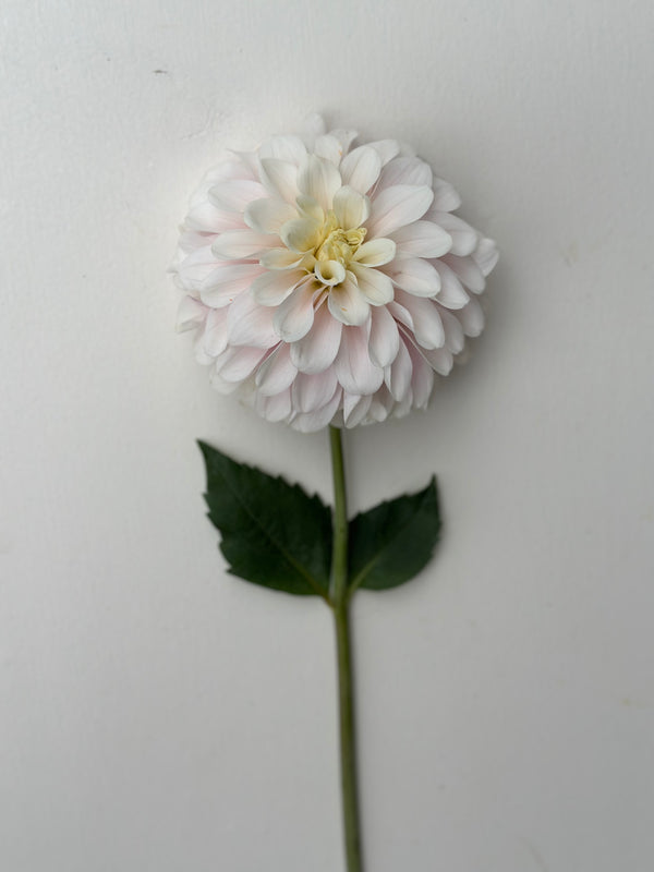 Roe Prima Ballerina
