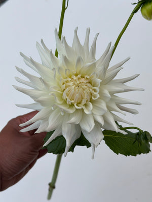 Unnamed Seedling 11