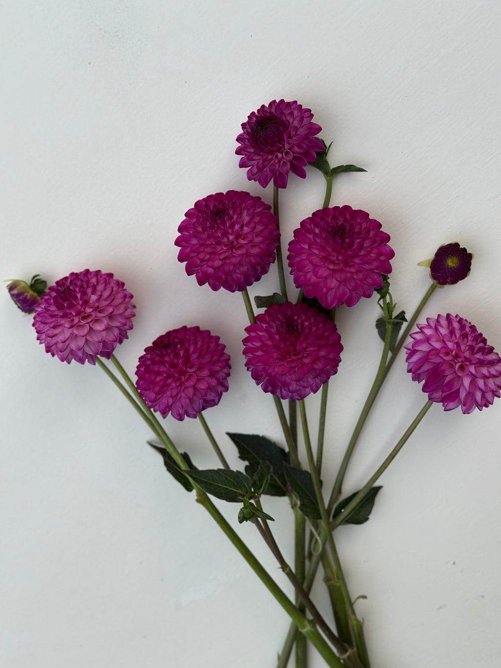 Roe Ube Charm (LIMIT 1)