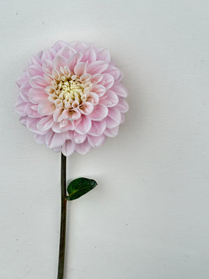 Unnamed Seedling 14