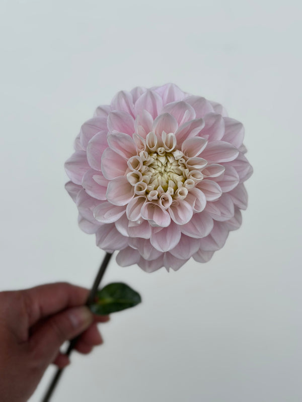 Unnamed Seedling 14