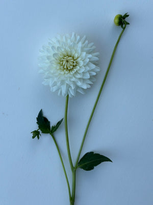 Unnamed Seedling 21